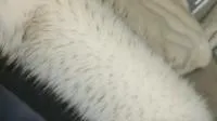 贅沢なハイ